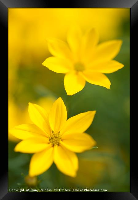 Two Flowers. Yellow Coreopsis Framed Print by Jenny Rainbow