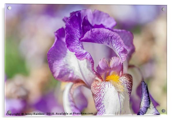 Tall Bearded Iris 'Minnie Colquitt' Acrylic by Jenny Rainbow