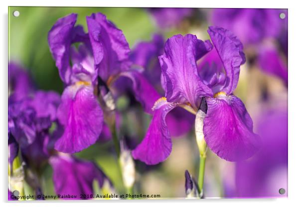 Tall Bearded Iris 'Caprice' Acrylic by Jenny Rainbow
