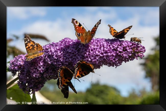 Late Summer Frenzy Framed Print by David O'Brien