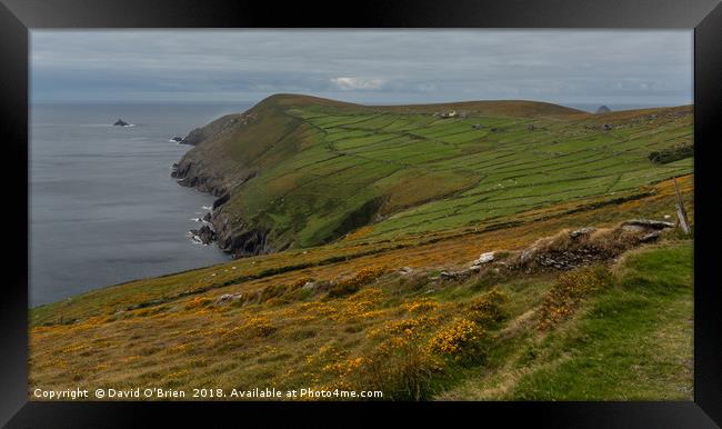 Dursey Island Framed Print by David O'Brien