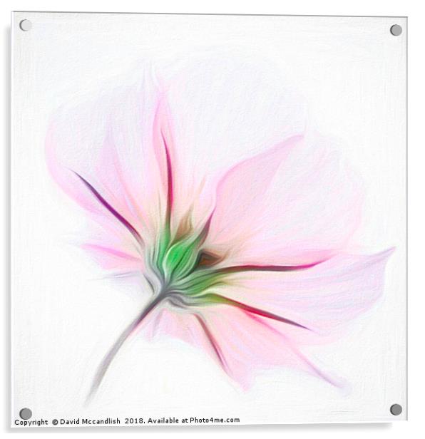 Delicate Pink Cosmos           Acrylic by David Mccandlish