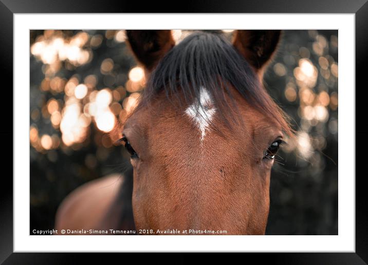 Horse looking straight at the camera Framed Mounted Print by Daniela Simona Temneanu
