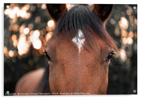 Horse looking straight at the camera Acrylic by Daniela Simona Temneanu