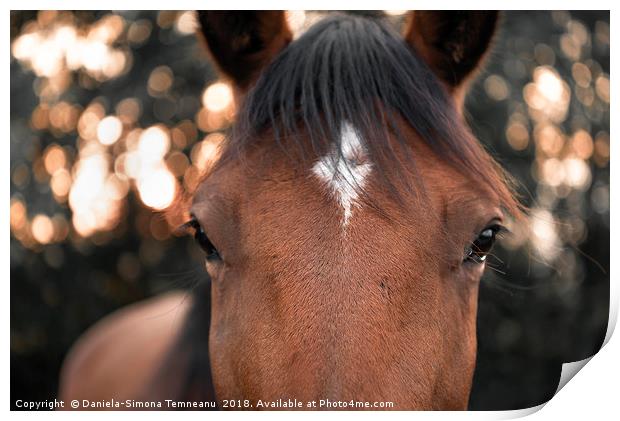 Horse looking straight at the camera Print by Daniela Simona Temneanu