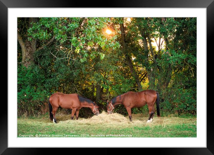 Two horses eating hay under morning sun Framed Mounted Print by Daniela Simona Temneanu