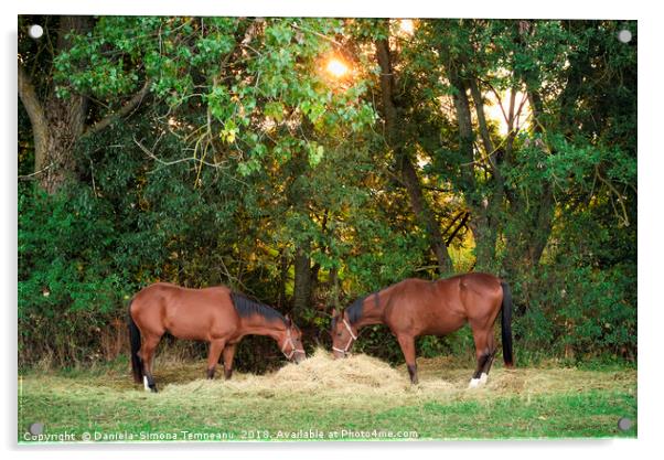 Two horses eating hay under morning sun Acrylic by Daniela Simona Temneanu