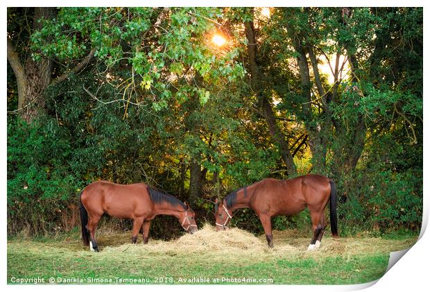Two horses eating hay under morning sun Print by Daniela Simona Temneanu