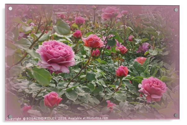 "Victorian rose garden2" Acrylic by ROS RIDLEY