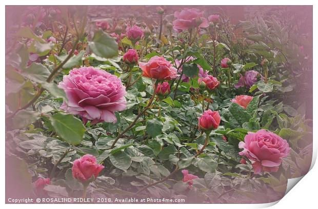 "Victorian rose garden2" Print by ROS RIDLEY
