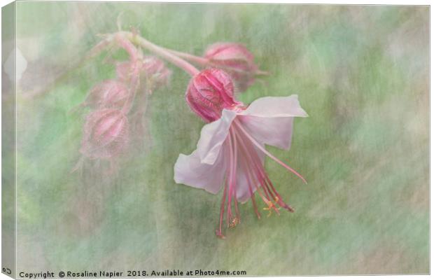 Pink Cranesbill Geranium Canvas Print by Rosaline Napier