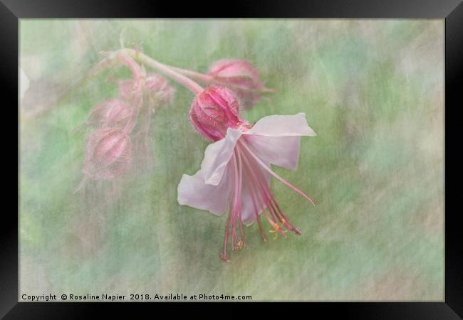 Pink Cranesbill Geranium Framed Print by Rosaline Napier