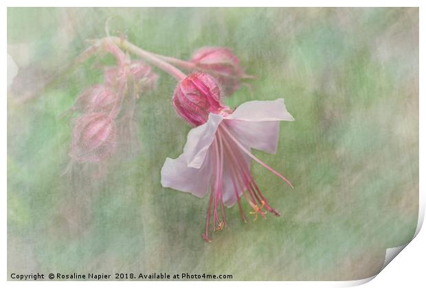 Pink Cranesbill Geranium Print by Rosaline Napier