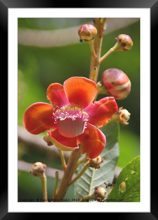 Cannonball Tree Flowers and Buds Framed Mounted Print by Carole-Anne Fooks