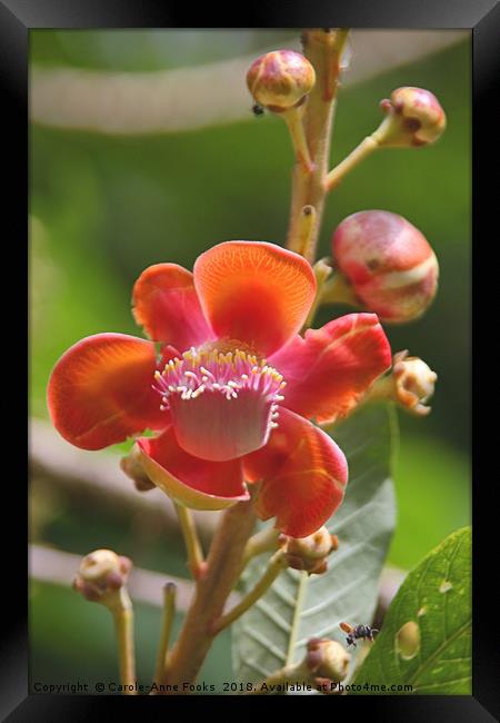 Cannonball Tree Flowers and Buds Framed Print by Carole-Anne Fooks