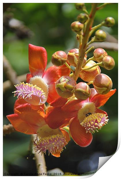 Cannonball Tree Flowers and Buds Print by Carole-Anne Fooks