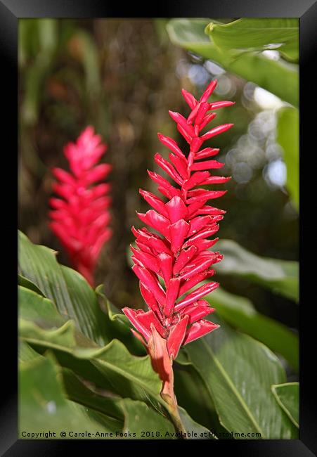 Ginger Flower   Framed Print by Carole-Anne Fooks