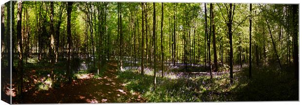 Whippendell Woods Canvas Print by graham young