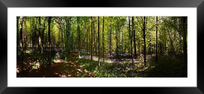 Whippendell Woods Framed Mounted Print by graham young