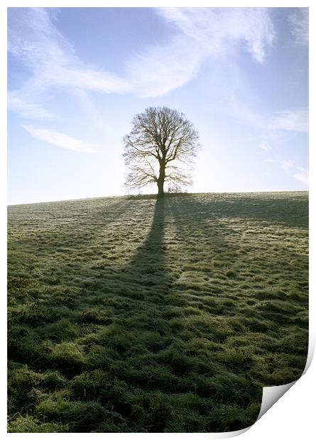 Lone Tree Print by graham young
