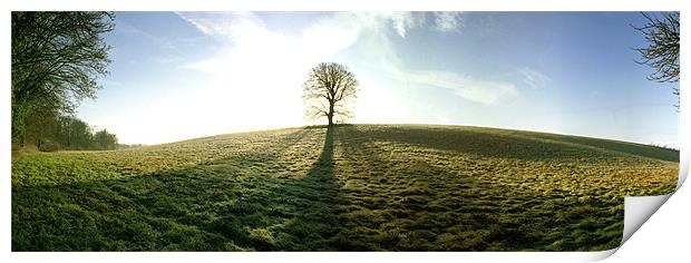 Lone Tree Panoramic Print by graham young