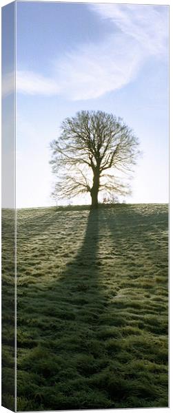 Lone Tree, upright panoramic Canvas Print by graham young
