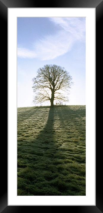 Lone Tree, upright panoramic Framed Mounted Print by graham young