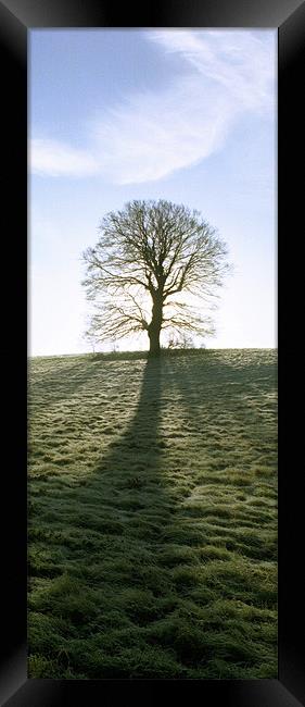 Lone Tree, upright panoramic Framed Print by graham young