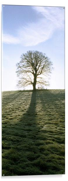 Lone Tree, upright panoramic Acrylic by graham young
