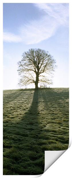 Lone Tree, upright panoramic Print by graham young