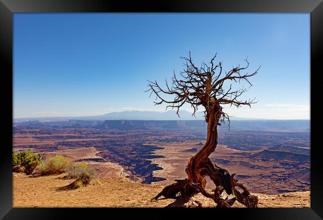 Deep erosion in the Grand Canyon with dead tree in Framed Print by Thomas Baker