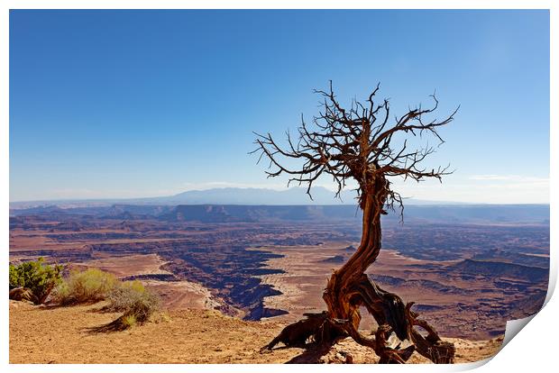 Deep erosion in the Grand Canyon with dead tree in Print by Thomas Baker