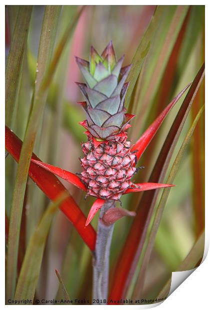 Bromeliad Print by Carole-Anne Fooks