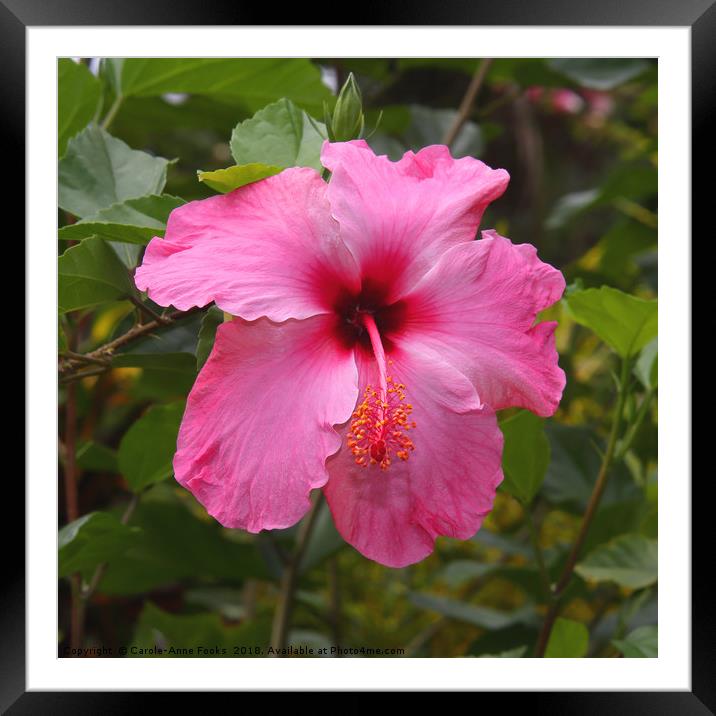 Pink Hibiscus Framed Mounted Print by Carole-Anne Fooks