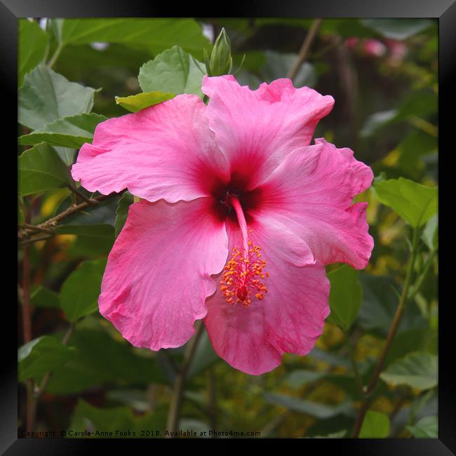Pink Hibiscus Framed Print by Carole-Anne Fooks