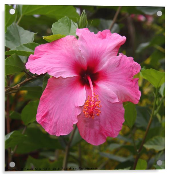 Pink Hibiscus Acrylic by Carole-Anne Fooks