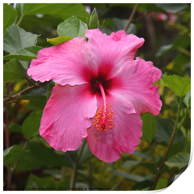 Pink Hibiscus Print by Carole-Anne Fooks