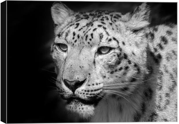 Snow leopard portrait Canvas Print by tim miller