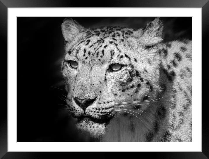 Snow leopard portrait Framed Mounted Print by tim miller