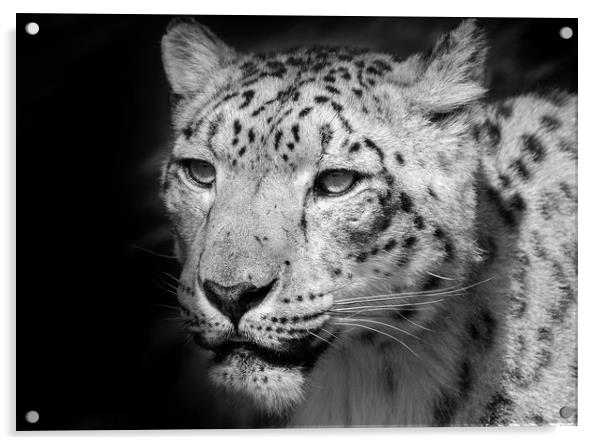 Snow leopard portrait Acrylic by tim miller
