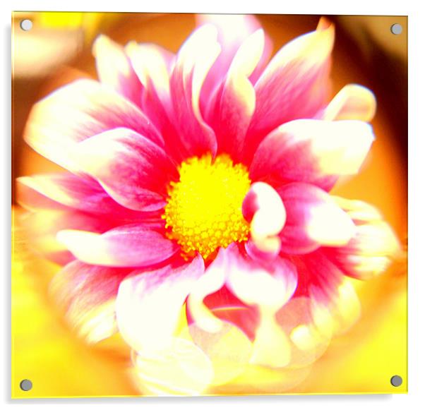 Flower Bright Acrylic by Louise Godwin