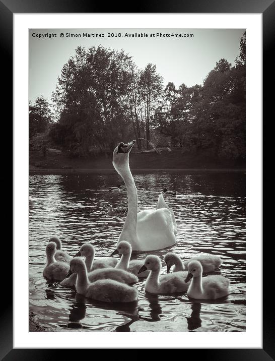 A Swan and Cygnets on Sefton Park Lake, Liverpool. Framed Mounted Print by Simon Martinez