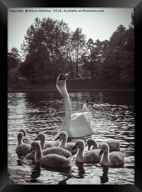 A Swan and Cygnets on Sefton Park Lake, Liverpool. Framed Print by Simon Martinez