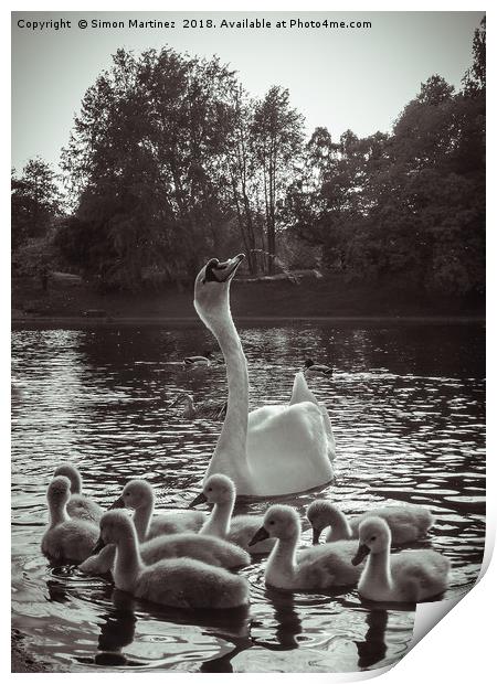 A Swan and Cygnets on Sefton Park Lake, Liverpool. Print by Simon Martinez