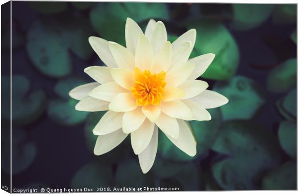 Close-up of blooming white fancy waterlily or lotu Canvas Print by Quang Nguyen Duc