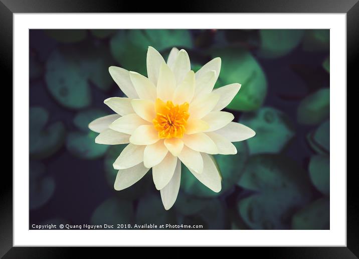 Close-up of blooming white fancy waterlily or lotu Framed Mounted Print by Quang Nguyen Duc