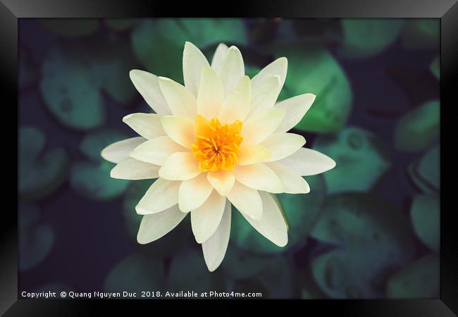 Close-up of blooming white fancy waterlily or lotu Framed Print by Quang Nguyen Duc