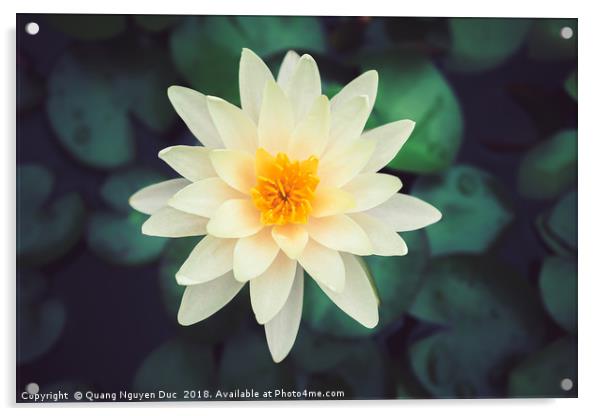 Close-up of blooming white fancy waterlily or lotu Acrylic by Quang Nguyen Duc
