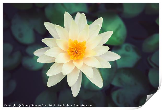 Close-up of blooming white fancy waterlily or lotu Print by Quang Nguyen Duc