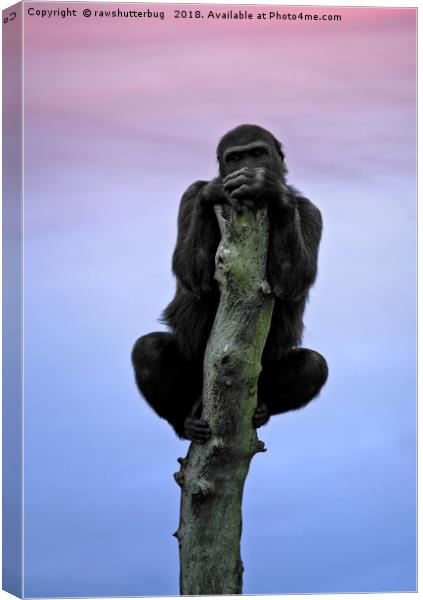 Lope The Gorilla At Sunset Canvas Print by rawshutterbug 